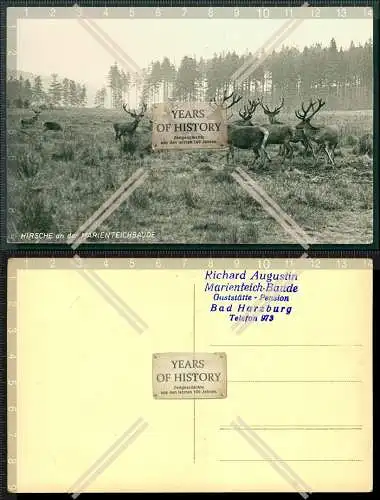 Foto AK Bad Harzburg Hirsche an der Marienteichbaude  Gasthof Stempel