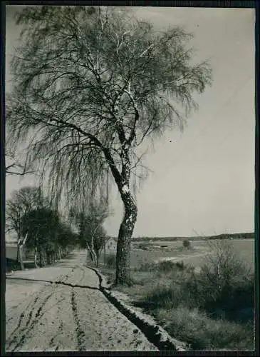 Foto 18x13cm bei Sternberg Ludwigslust-Parchim MV Landstraße Birkenallee 1936