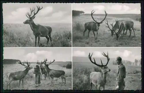 Echt Foto AK Bad Harzburg Marienteich-Baude Harz Sommerfütterung Hirsche Reh