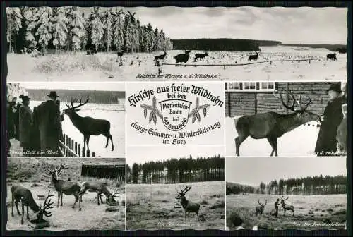 Echt Foto AK Hirsche Reh aus freier Wildbahn Marienteich-Baude bei Bad Harzburg