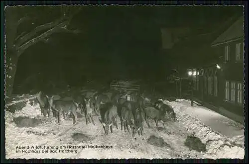 Echt Foto AK Rehe Abend Wild-Fütterung am Harz-Hotel Molkenhaus bei Bad Harzburg