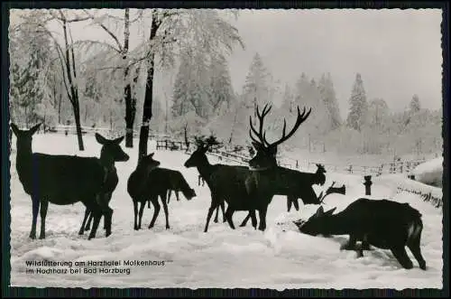 Echt Foto AK - Hirsche Wild-Fütterung am Harz-Hotel Molkenhaus bei Bad Harzburg