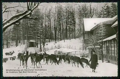 Echt Foto AK - Wild-Fütterung am Harz Hotel Molkenhaus bei Bad Harzburg