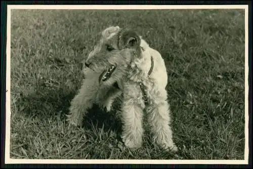 11x Foto Hund Foxterrier lebhafter mutiger Hund drahtiges Fell mit Familie