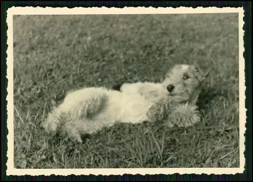 11x Foto Hund Foxterrier lebhafter mutiger Hund drahtiges Fell mit Familie