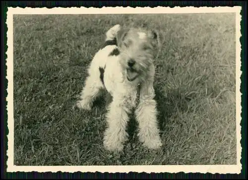 11x Foto Hund Foxterrier lebhafter mutiger Hund drahtiges Fell mit Familie