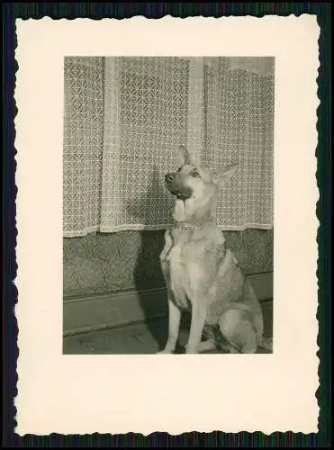 8x Foto Familie Erlebnisse Reise mit ihrem Schäferhund Wachhund 1938-41