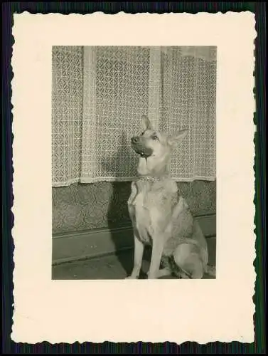 8x Foto Familie Erlebnisse Reise mit ihrem Schäferhund Wachhund 1938-41