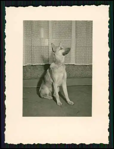 8x Foto Familie Erlebnisse Reise mit ihrem Schäferhund Wachhund 1938-41