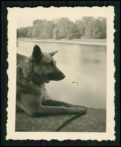 8x Foto Familie Erlebnisse Reise mit ihrem Schäferhund Wachhund 1938-41