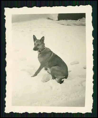 8x Foto Familie Erlebnisse Reise mit ihrem Schäferhund Wachhund 1938-41