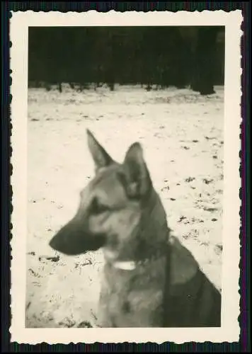 11x Foto Familie Erlebnisse Reise mit ihrem Schäferhund Wachhund 1938-41