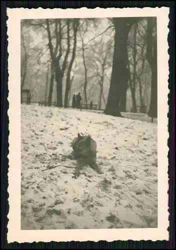 11x Foto Familie Erlebnisse Reise mit ihrem Schäferhund Wachhund 1938-41