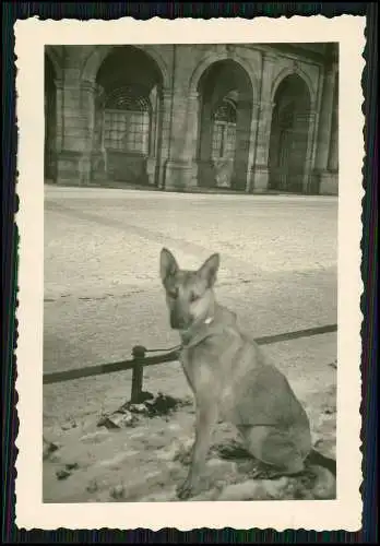 11x Foto Familie Erlebnisse Reise mit ihrem Schäferhund Wachhund 1938-41