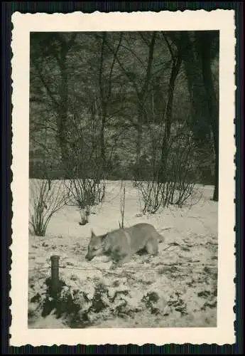 11x Foto Familie Erlebnisse Reise mit ihrem Schäferhund Wachhund 1938-41