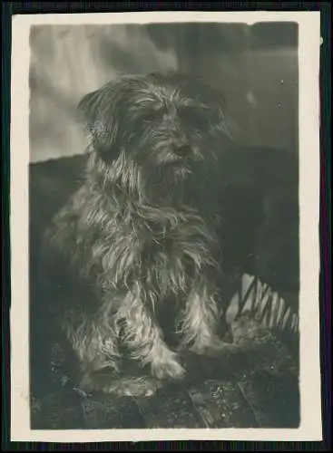 12x Foto Familie Erlebnisse Reise mit ihrem Schäferhund Wachhund 1938-41