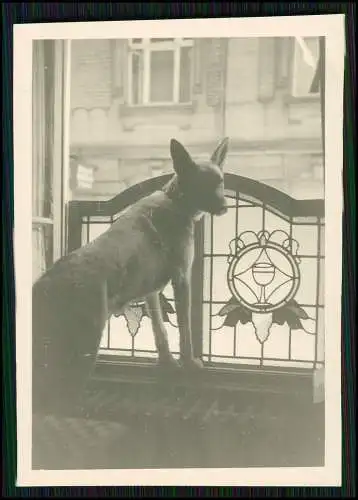 12x Foto Familie Erlebnisse Reise mit ihrem Schäferhund Wachhund 1938-41