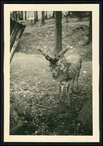 9x Foto Bielefeld alte Ansichten auch Tierpark um 1940