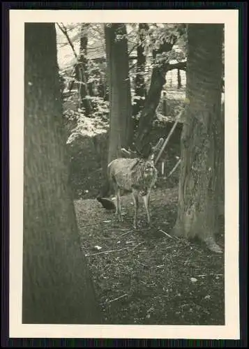 9x Foto Bielefeld alte Ansichten auch Tierpark um 1940
