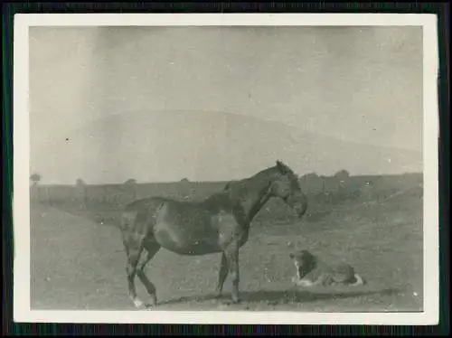 17x Foto Bauern Bauernhof Gut o.ä. Ernte Pferde Geräte Herzogtum Lauenburg 1939