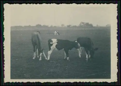 17x Foto Bauern Bauernhof Gut o.ä. Ernte Pferde Geräte Herzogtum Lauenburg 1939