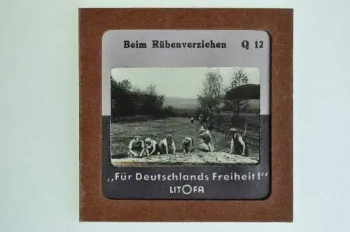 Orig. Dia Litofa 5x5 cm Bauer mit Mädchen und Jungs beim Rübenverziehen