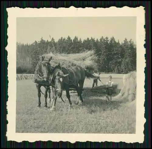 4x Foto Cunnersdorf Gohrisch Sachsen Erzgebirge 1942 Bauernhof Feldarbeit Pferde