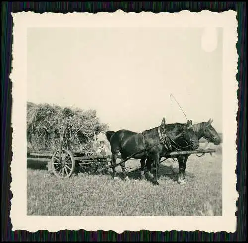 4x Foto Cunnersdorf Gohrisch Sachsen Erzgebirge 1942 Bauernhof Feldarbeit Pferde