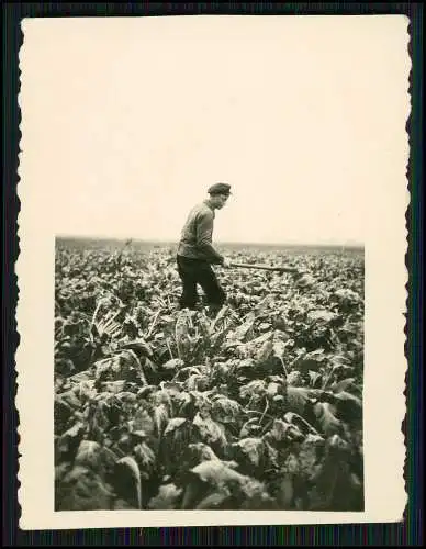 22x Foto Bauernhof Südliche Weinstraße Rheinland-Pfalz Pferde u.a. Tiere 1935-45