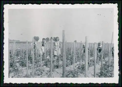 22x Foto Bauernhof Südliche Weinstraße Rheinland-Pfalz Pferde u.a. Tiere 1935-45