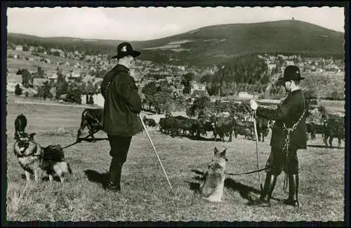 Echt Foto AK Braunlage im Harz Rinderhüter mit Schäferhund Blicken auf den Ort