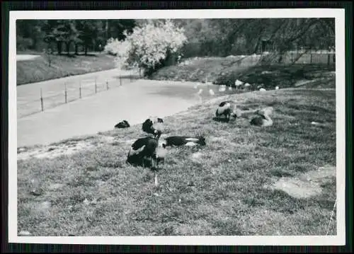 13x alte Foto Woods Hole Cape Cod Massachusetts kleiner Hafenort Town Falmouth