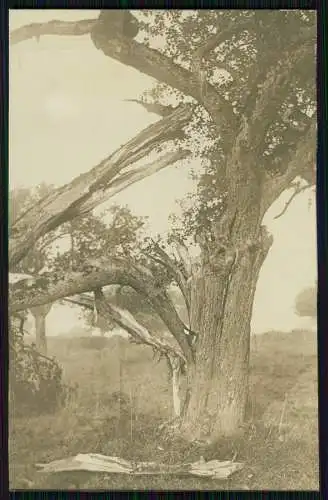 Foto AK 1. WK Schlacht bei Argonnen Volltreffer Bombeneinschlag im Baum 1915