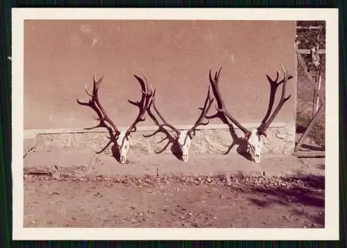 6x Foto Jäger auf der Jagd mit geschossenem Hirsch, Zwölfender Geweih uvm.