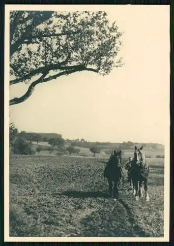 5x Foto Dörrenbach Rheinland Pfalz Fachwerkhäuser Kirche uvm.  1936