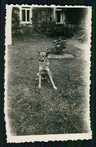 19x Alte Fotos Soldaten Schäferhund zivile Personen Reise u. vieles mehr 1938-43