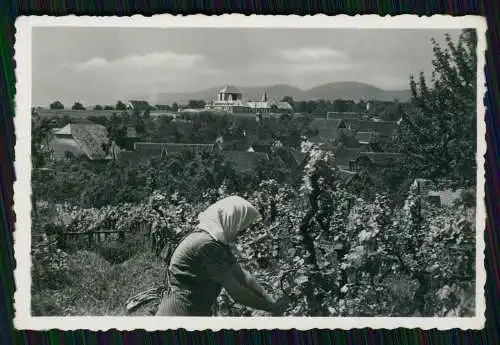 21x Foto Maikammer Rhodt St. Martin Weinstraße Annweiler Neustadt Hambach Pfalz