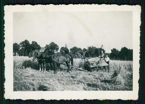 Foto 2 Pferde Getreideernte mit Flügelmaschine ? Getreidemäher Bauern Feldarbeit