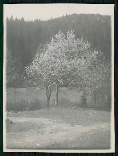 13x Foto St. Blasien Schwarzwald - Waldshut Baden-Württemberg Ansichten 1919-20