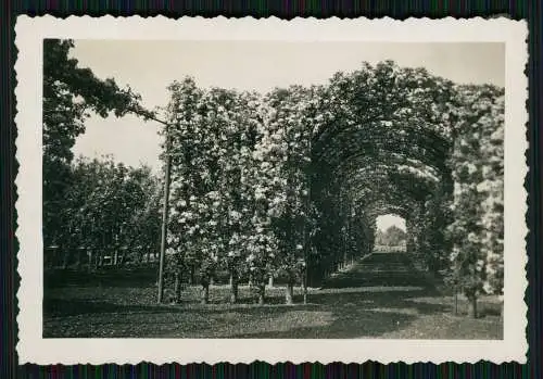 14x Foto Gärtnerei Gartenbaubetrieb Baumschule Park im Ruhrgebiet ? um 1940