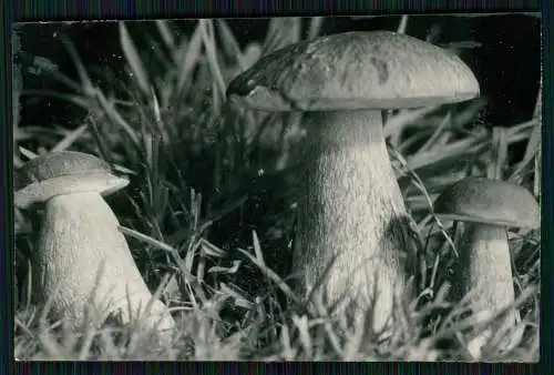 13x Foto im Wald mit diversen Mushrooms Pilz-Sorten Fertig zum Pflücken um 1930