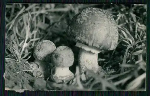 13x Foto im Wald mit diversen Mushrooms Pilz-Sorten Fertig zum Pflücken um 1930