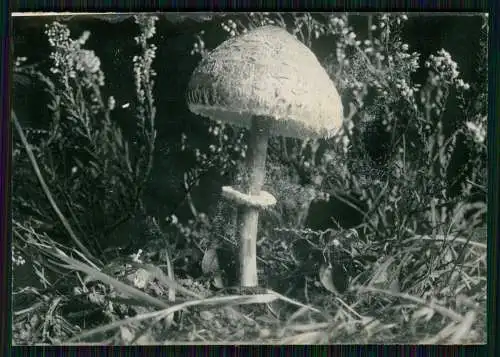 13x Foto im Wald mit diversen Mushrooms Pilz-Sorten Fertig zum Pflücken um 1930