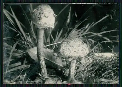 13x Foto im Wald mit diversen Mushrooms Pilz-Sorten Fertig zum Pflücken um 1930