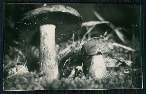 13x Foto im Wald mit diversen Mushrooms Pilz-Sorten Fertig zum Pflücken um 1930