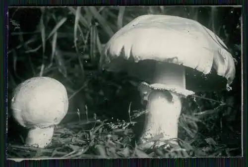 13x Foto im Wald mit diversen Mushrooms Pilz-Sorten Fertig zum Pflücken um 1930