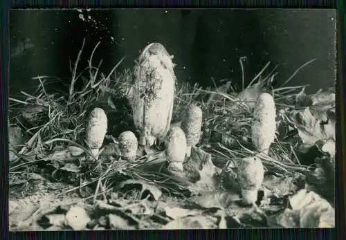 13x Foto im Wald mit diversen Mushrooms Pilz-Sorten Fertig zum Pflücken um 1930