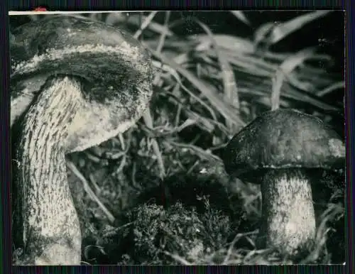 13x Foto im Wald mit diversen Mushrooms Pilz-Sorten Fertig zum Pflücken um 1930