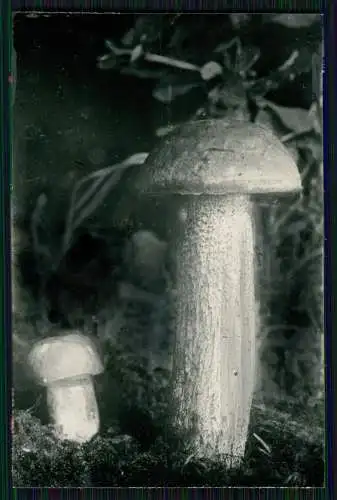 13x Foto im Wald mit diversen Mushrooms Pilz-Sorten Fertig zum Pflücken um 1930