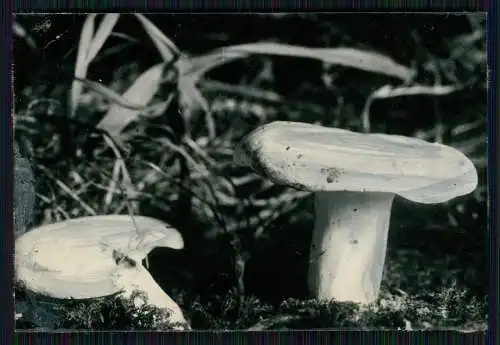 13x Foto im Wald mit diversen Mushrooms Pilz-Sorten Fertig zum Pflücken um 1930